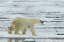 Ijsbeer, Polar Bear, Ursus Maritimus