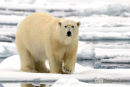 Ijsbeer, Polar Bear, Ursus Maritimus