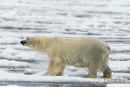 Ijsbeer, Polar Bear, Ursus Maritimus