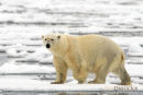 Ijsbeer, Polar Bear, Ursus Maritimus