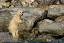 Ijsbeer, Polar Bear, Ursus Maritimus