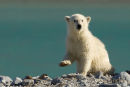 Ijsbeer, Polar Bear, Ursus Maritimus