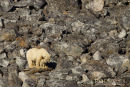 Ijsbeer, Polar Bear, Ursus Maritimus