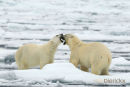 Ijsbeer, Polar Bear, Ursus Maritimus