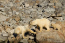 Ijsbeer, Polar Bear, Ursus Maritimus