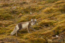 Poolvos, Polar Fox, Vulpes Lagopus