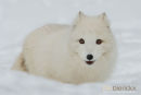 Poolvos,Polar Fox,Vulpes Lagopus