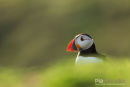 Papegaaiduiker,Puffin,Fratercula Arctica