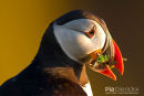 Papegaaiduiker,Puffin,Fratercula Arctica