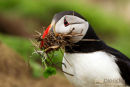 Papegaaiduiker, Puffin, Fratercula Arctica