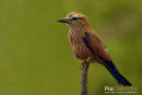 Roodkopscharrelaar,Purple Roller,Coracias Naevius