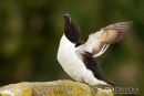 Alk, Razorbill, Alca Torda