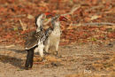 Roodsnaveltok, Red-Billed Hornbill, Tockus Erythrorhynchus