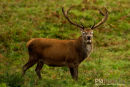 Edelhert,Red Deer,Cervus Elaphus
