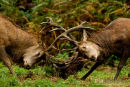 Edelhert,Red Deer,Cervus Elaphus