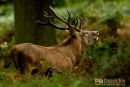 Edelhert,Red Deer,Cervus Elaphus