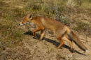 Vos, Red Fox, Vulpes Vulpes