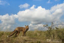 Vos, Red Fox, Vulpes Vulpes