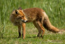 Vos, Red Fox, Vulpes Vulpes