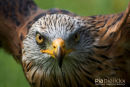 Rode Wauw,Red Kite,Milvus Milvus