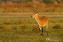 Litschiewaterbok, Red Lechwe, Kobus Leche