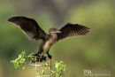 Afrikaanse dwergaalscholver, Reed Cormorant, Microcarbo Africanus