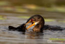 Afrikaanse dwergaalscholver, Reed Cormorant, Microcarbo Africanus