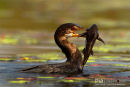 Afrikaanse dwergaalscholver, Reed Cormorant, Microcarbo Africanus