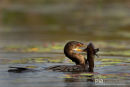 Afrikaanse dwergaalscholver, Reed Cormorant, Microcarbo Africanus