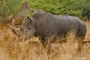Neushoorn,Rhinoceros,Ceratotherium Simum