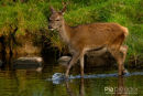 Ree,Roe Deer,Capreolus Capreolus