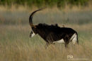 Sabelantiloop,Sable Antelope,Hippotragus Niger