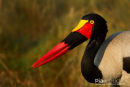 Zadelbekooievaar, Saddle-Billed Stork, Ephippiorhynchus Senegalensis