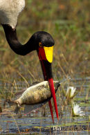Zadelbekooievaar, Saddle-Billed Stork, Ephippiorhynchus Senegalensis