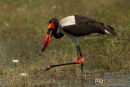 Zadelbekooievaar, Saddle-Billed Stork, Ephippiorhynchus Senegalensis
