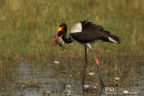 Zadelbekooievaar, Saddle-Billed Stork, Ephippiorhynchus Senegalensis