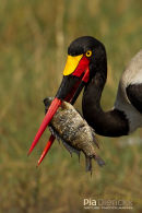 Zadelbekooievaar, Saddle-Billed Stork, Ephippiorhynchus Senegalensis