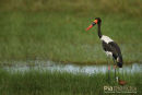 Zadelbekooievaar,Saddle-Billed Stork,Ephippiorhynchus Senegalensis