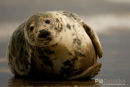 Zeehond, Seal, Phocidae