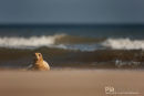 Zeehond, Seal, Phocidae