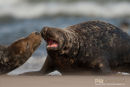 Zeehond, Seal, Phocidae