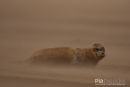 Zeehond, Seal, Phocidae