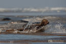 Zeehond, Seal, Phocidae