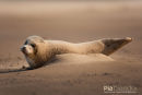 Zeehond, Seal, Phocidae