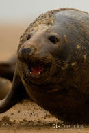 Zeehond,Seal,Phocidae