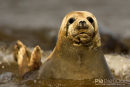 Zeehond, Seal, Phocidae