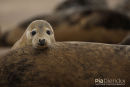 Zeehond, Seal, Phocidae