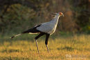 Secretarisvogel, Secretary Bird, Sagittarius Serpentarius