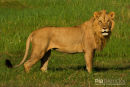 Afrikaanse leeuw,African Lion,Panthera Leo