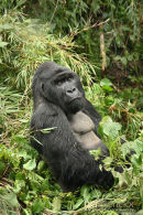 Berggorilla,Mountain Gorilla,Gorilla Beringei Beringei